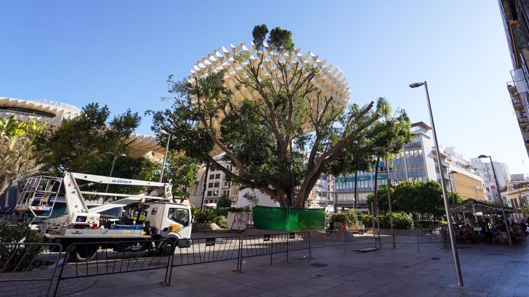 El ficus de la Encarnación, durante los trabajos de tala.