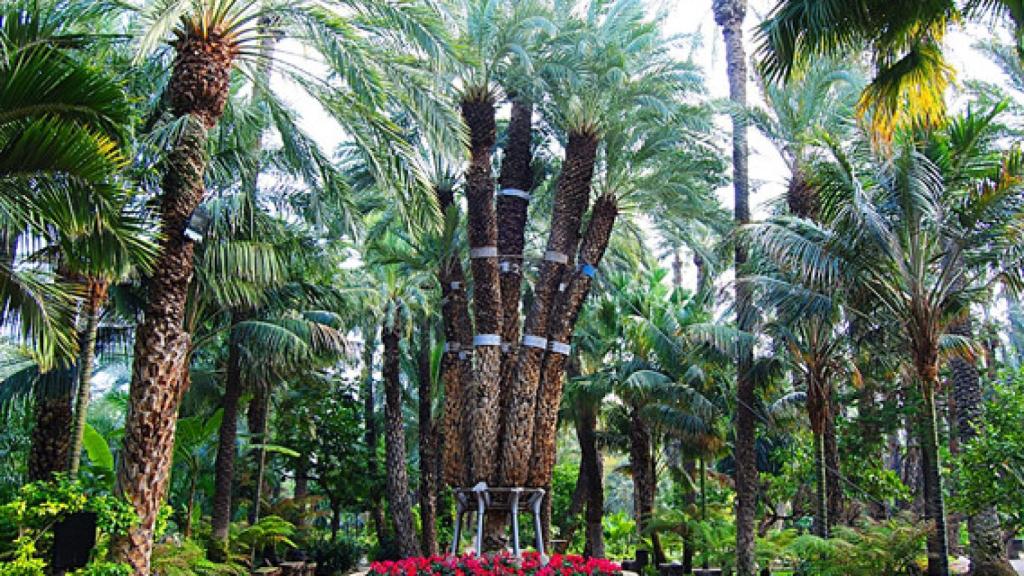 La Palmera Imperial del Huerto del Cura.