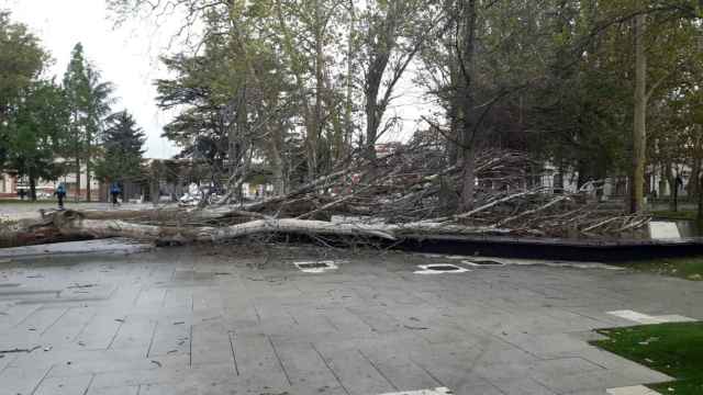 Caída de un árbol de grandes dimensiones en Palencia