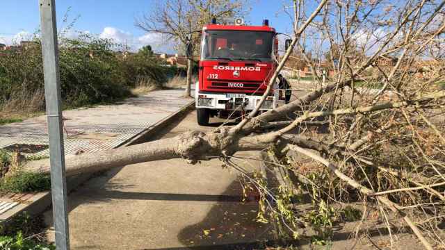 Un árbol caído por las fuertes rachas de viento en Benavente