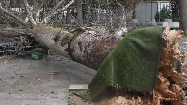 Árbol derribado por el viento en parque de los Jardinillos de Palencia