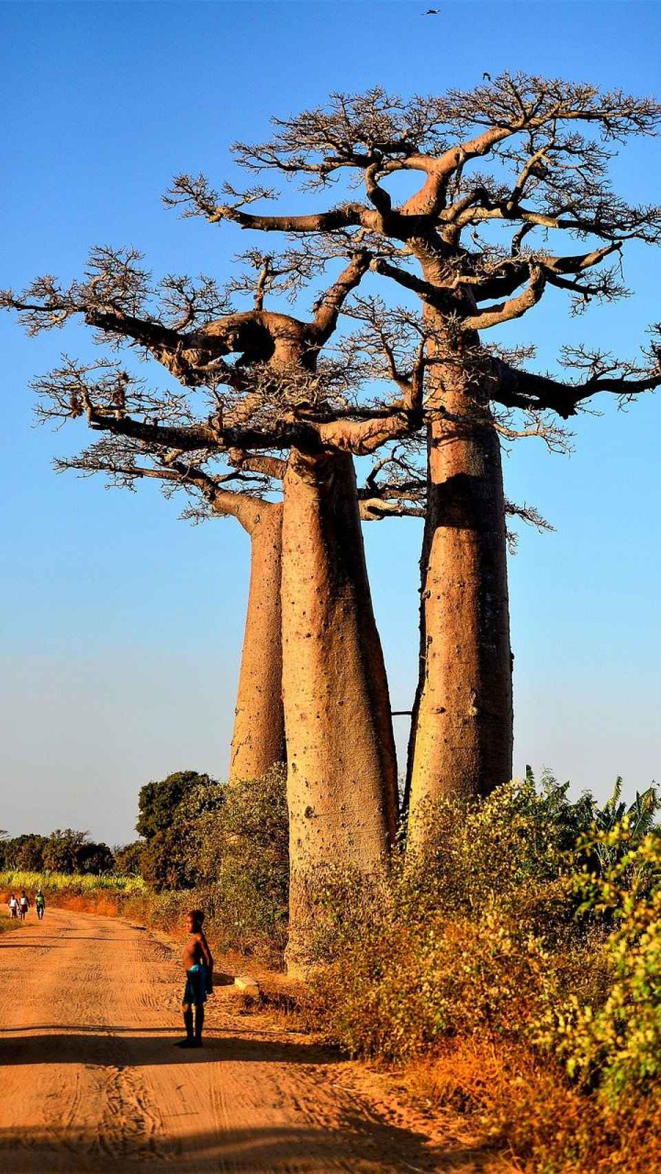 Baobabs o Andasonias, Madagascar.