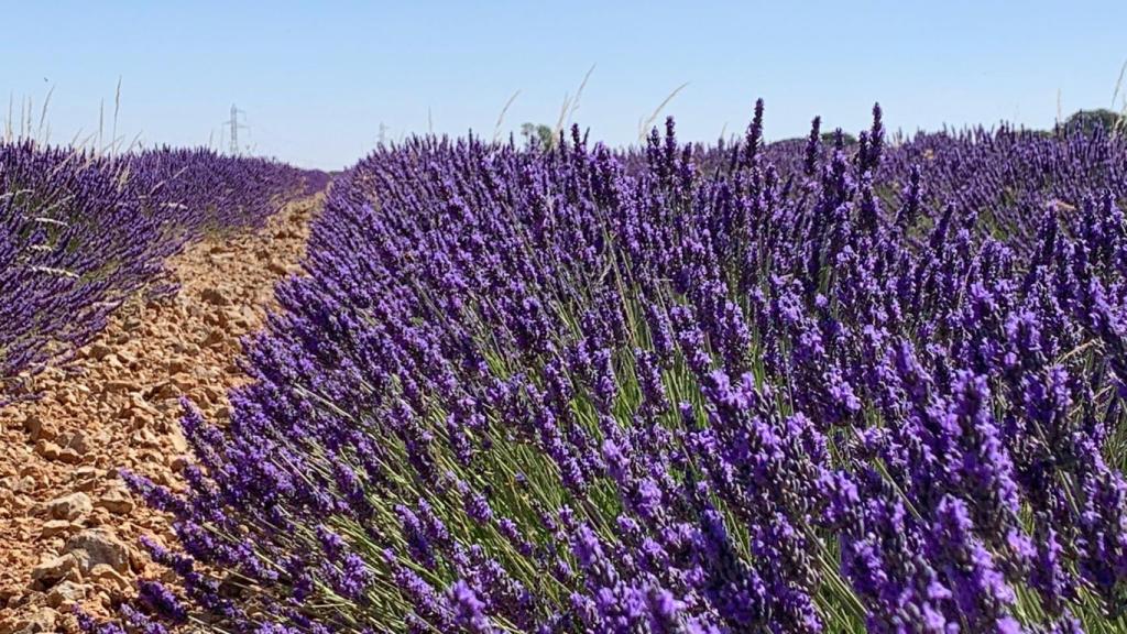 Campos de lavanda de Tiedra