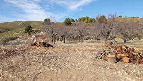 ASAJA Alicante pide a la Conselleria de Agricultura que no se olvide de cereza de Alicante