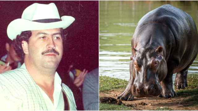 Montaje de Pablo Escobar y un hipopótamo
