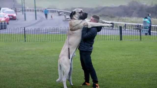 Abu, el perro más grande del Reino Unido