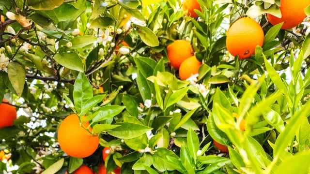 La compañía destaca la compra de naranjas de la Comunitat Valenciana, como estas de La Safor.
