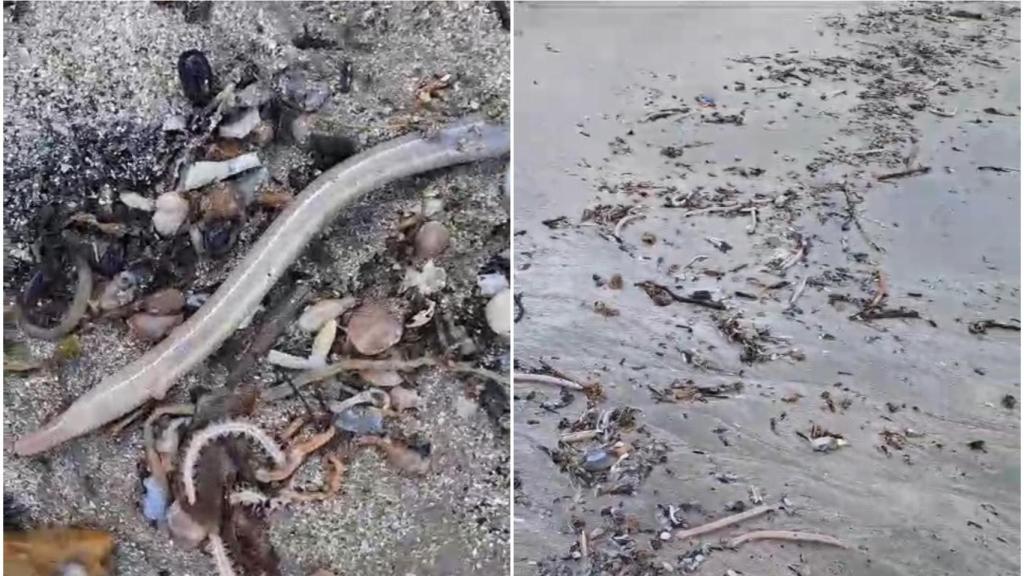 Moluscos muertos en la playa de Regueiro, en Bergondo (A Coruña)