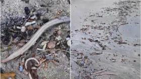 Moluscos muertos en la playa de Regueiro, en Bergondo (A Coruña)