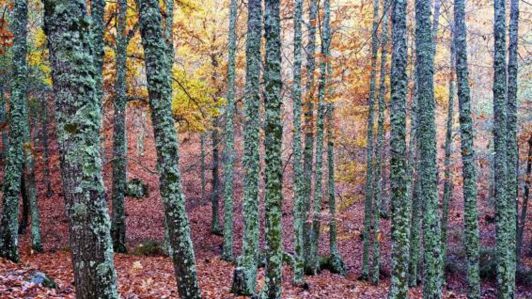 Bosque de Ávila que te asombrará en otoño.