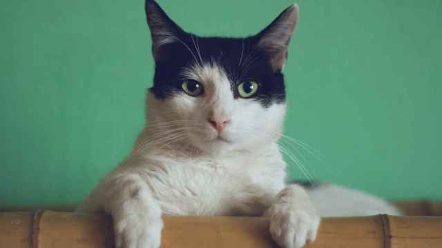 Imagen de archivo de un gato común.