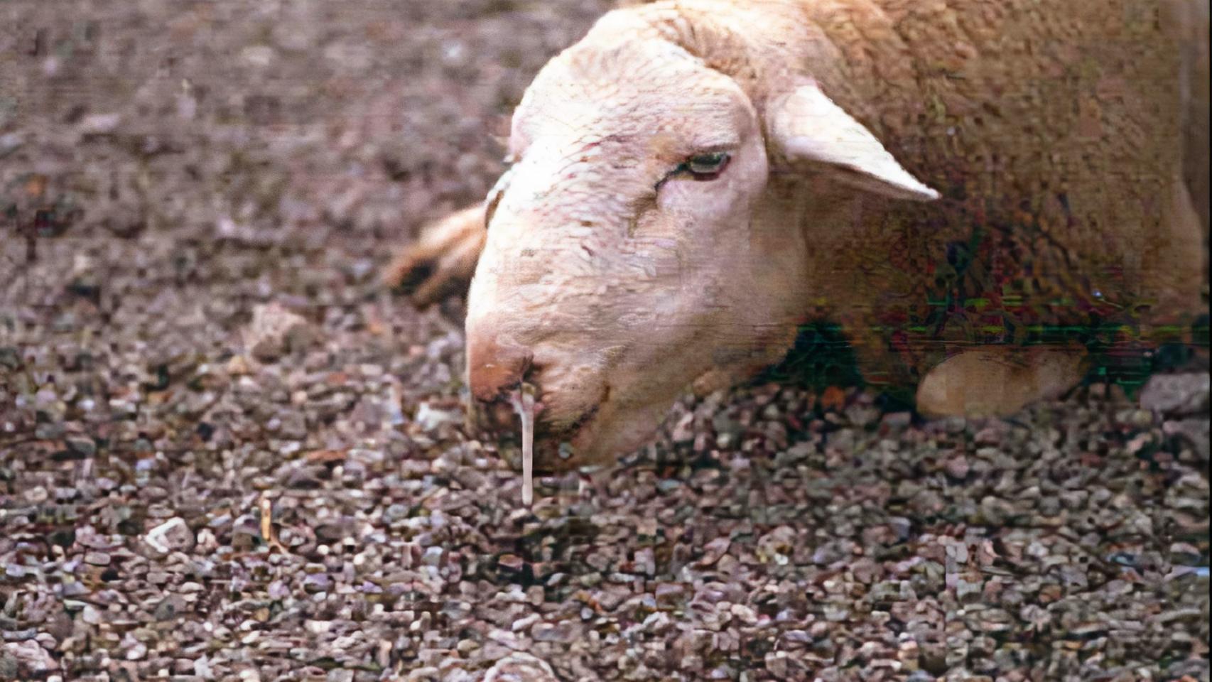 Animal afectado por lengua azul