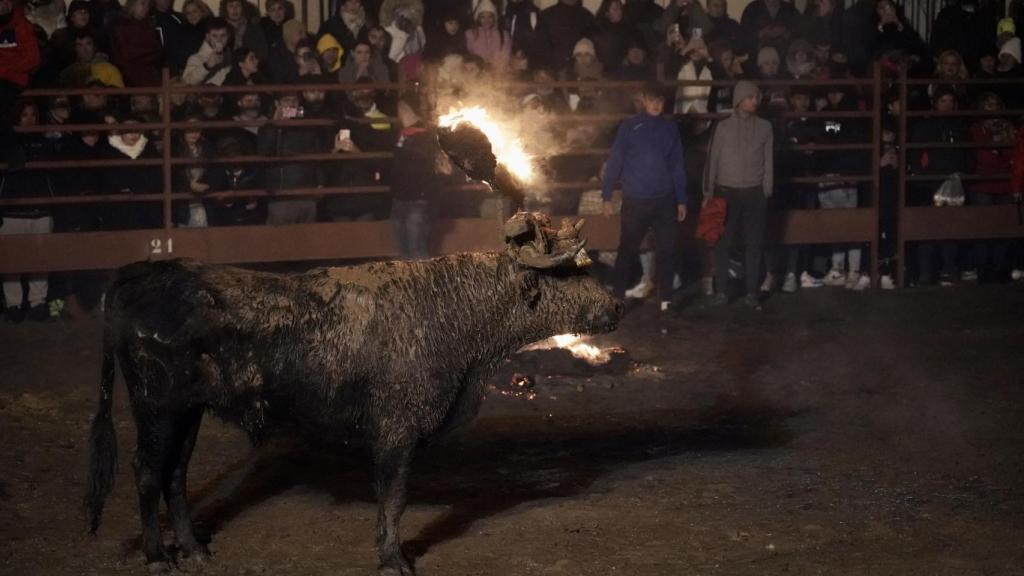 Toro Jubilo en Medinaceli