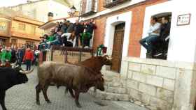 Un momento del encierro urbano en Traspinedo tras la suelta de toros desde cajones