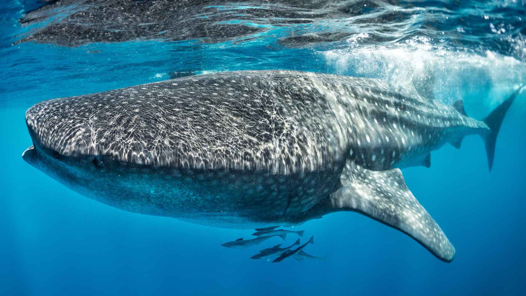 Un tiburón ballena.