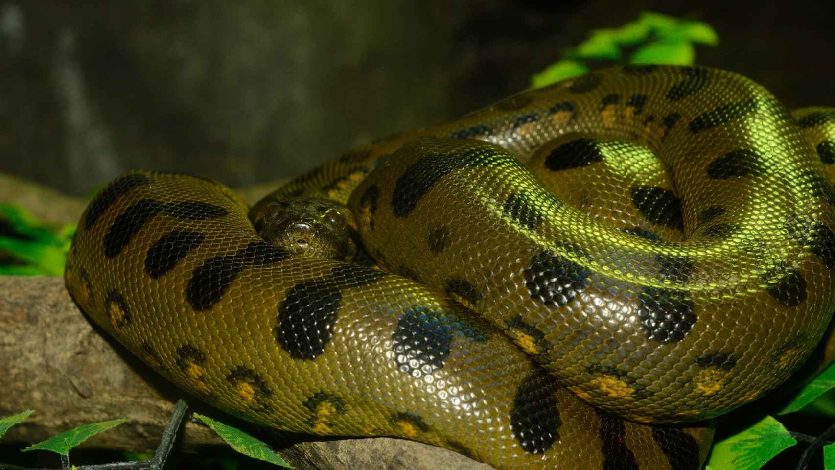 Una anaconda verde.