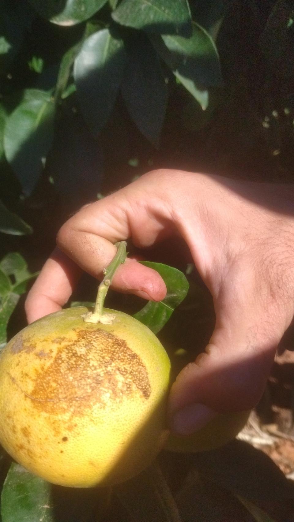 Juan Francisco muestra un pomelo quemado en su finca, a causa de las altas temperaturas.