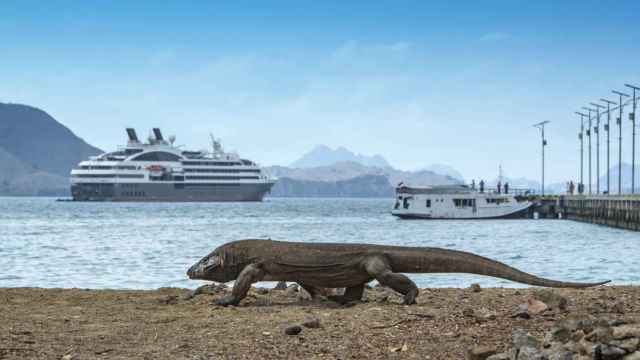 Un dragón o 'monstruo' de Komodo, el lagarto más grande que existe.
