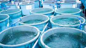 La tecnología de Elastiq Aqua Business permite crear especies bajo demanda para su consumo en determinadas fechas, permitiendo disminuir los precios y garantizar una mayor calidad del producto final respecto a la pesca extractiva.