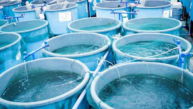 La tecnología de Elastiq Aqua Business permite crear especies bajo demanda para su consumo en determinadas fechas, permitiendo disminuir los precios y garantizar una mayor calidad del producto final respecto a la pesca extractiva.