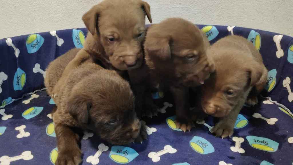 Los cuatro cachorros encontrados en Vilaboa que ha recogido el CAAN.