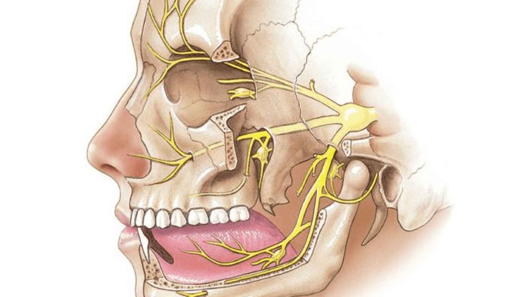 La neuralgia del trigémino afecta al nervio homónimo, que pasa por la cara y puede provocar atroces dolores.