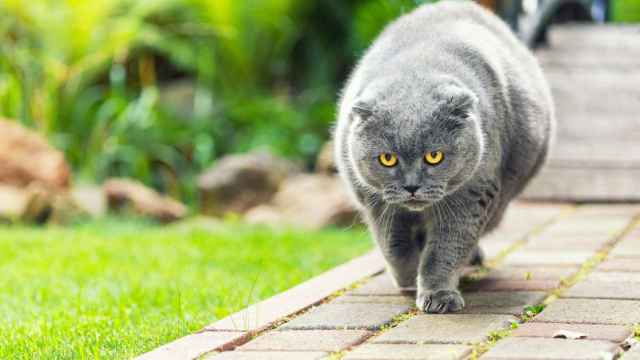 Imagen de un gato gris con sobrepeso