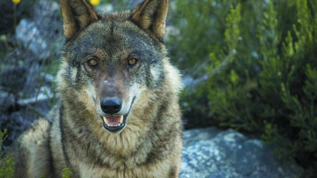 Un lobo en Castilla y León
