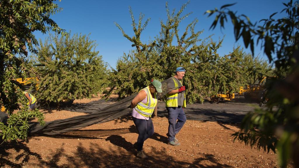 Trabajadores recogen almendra.