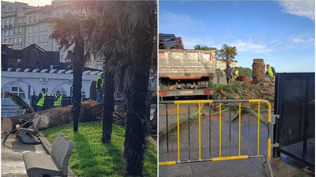 Trabajos para talar la palmera canaria de Riazor este miércoles