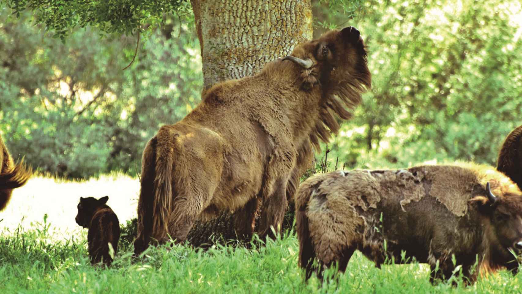 El bisonte europeo pasa libremente por la finca Los Porretales, en Lastras de Cuéllar