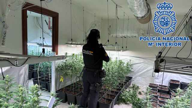 Una agente de la Policía Nacional observa la plantación de marihuana.