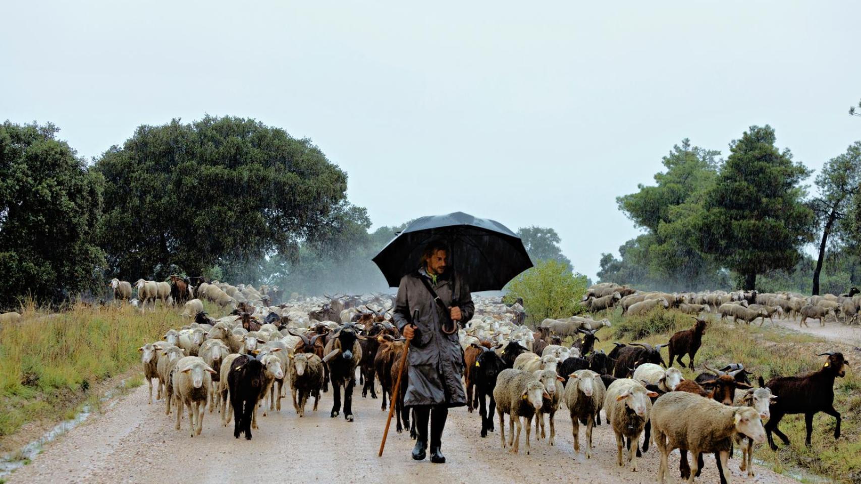 Un día lluvioso mientras realizaba la trashumancia con 2.000 ovejas y cabras