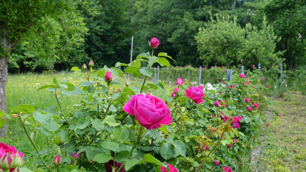 Una rosa Narcea cultivada por el CSIC en Asturias.