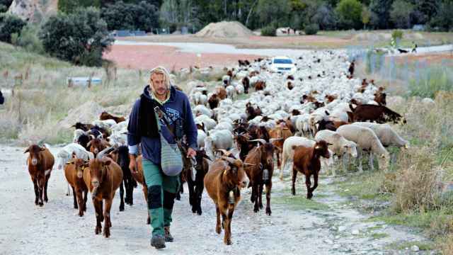 Rubén Gutiérrez, el pastor de Liébana, durante la trashumancia con las ovejas y cabras