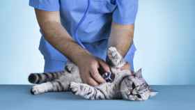 Un gato enfermo en el veterinario.