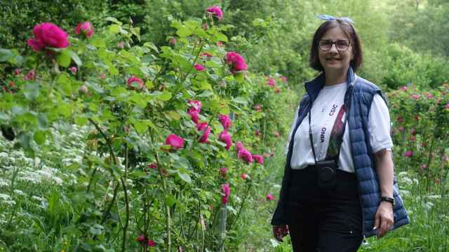 La investigadora del CSIC, Carmen Martínez, junto a plantas de rosa Narcea.