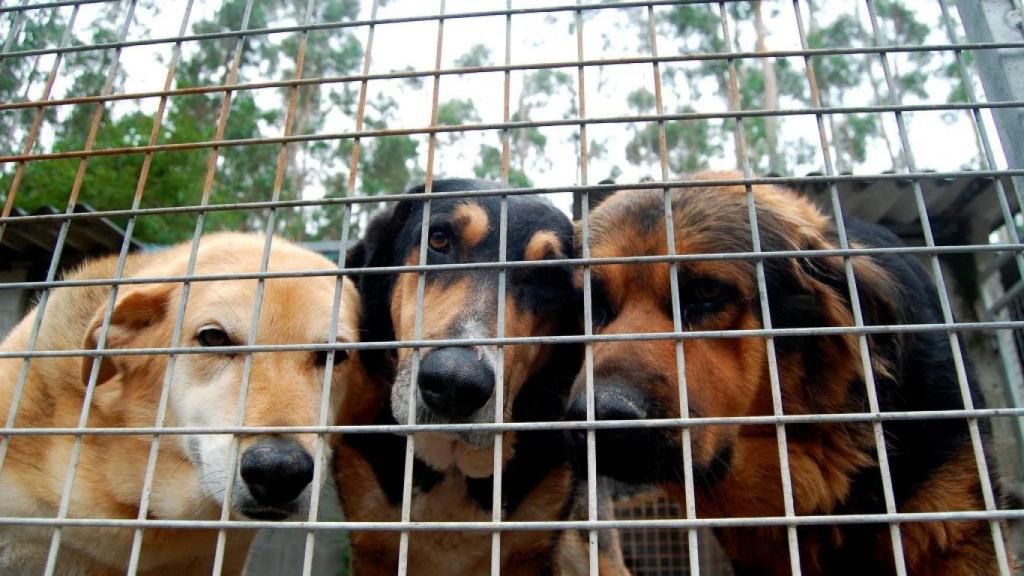 Imagen de varios perros abandonados.