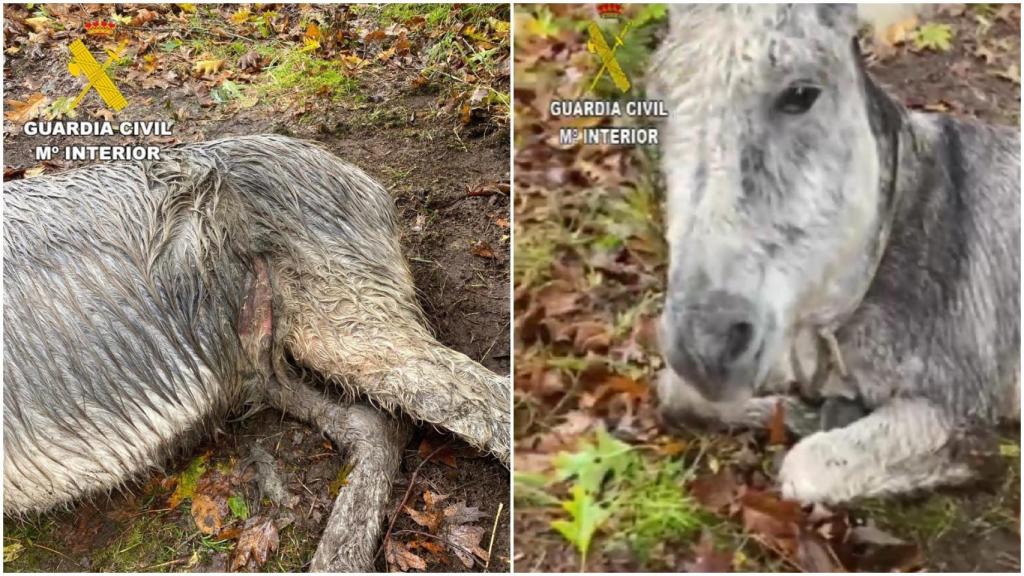 Investigan un caso de maltrato animal en Dumbría (A Coruña) tras la muerte de un burro
