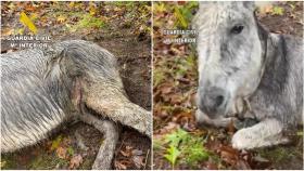 Investigan un caso de maltrato animal en Dumbría (A Coruña) tras la muerte de un burro