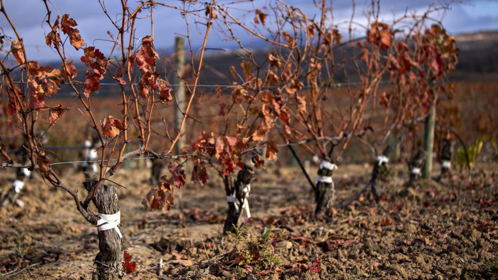 La bodega centenaria que ‘gana terreno’ con técnicas innovadoras