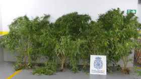 Plantas de marihuana intervenidas en Vilagarcía de Arousa.