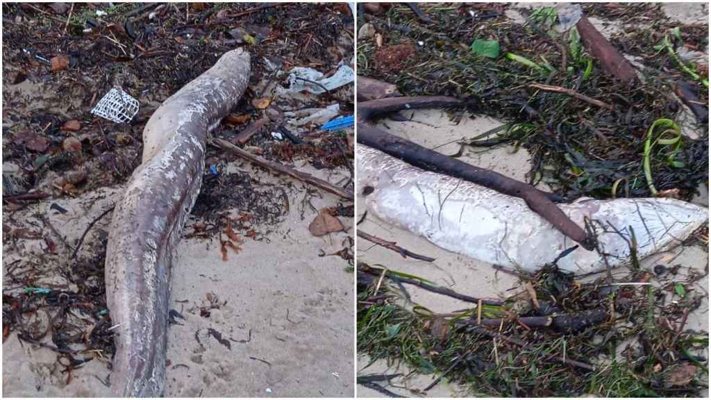 Imágenes de los congrios aparecidos en la playa de Cesantes.