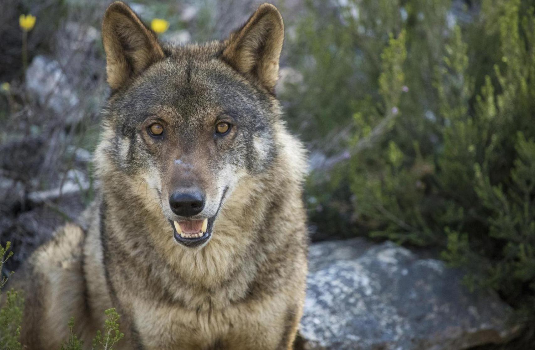 Sauron, lobo del Centro del Lobo de Castilla y León