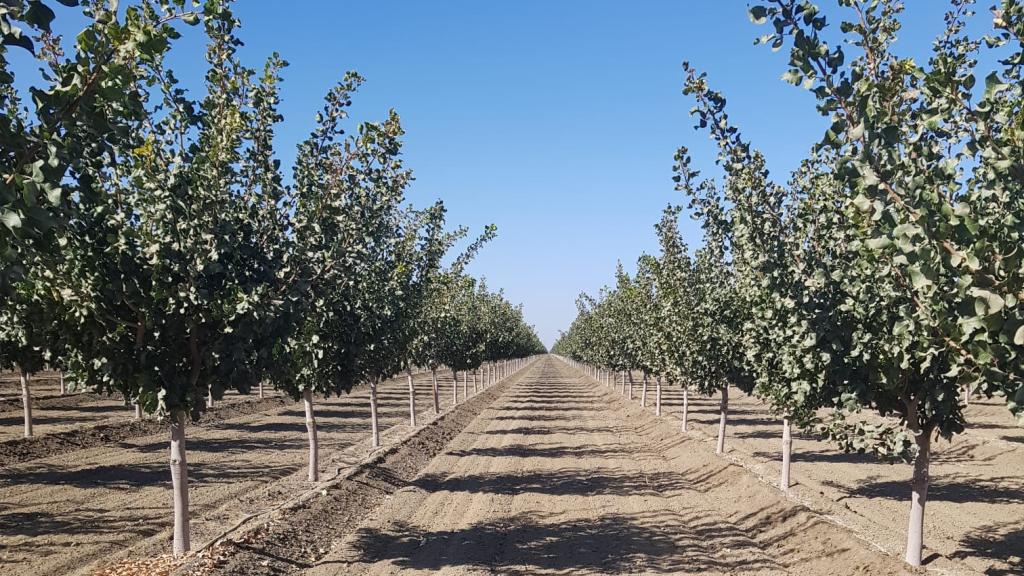 Una finca de pistachos en Albacete.