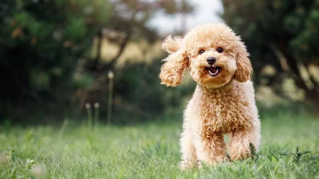 Un perro corriendo en un jardín.