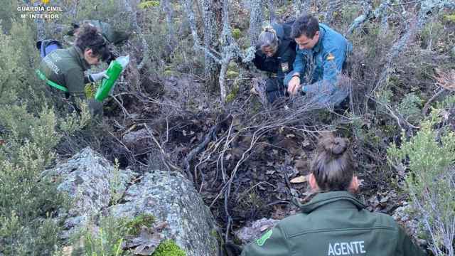 Investigación del cadáver de un oso pardo en la Montaña Palentina