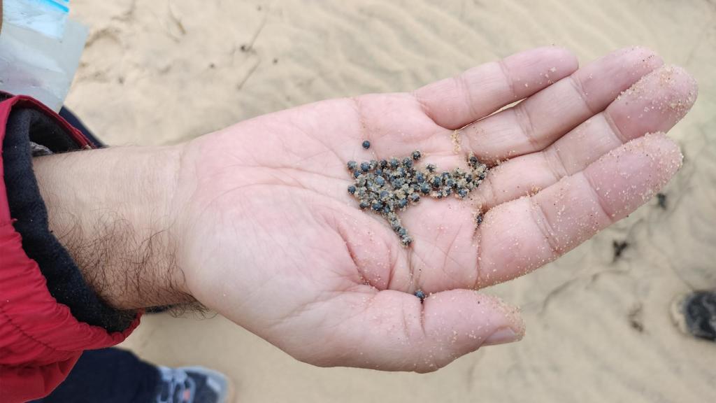 Restos del plomo que los ecologistas se encuentran en Doñana.