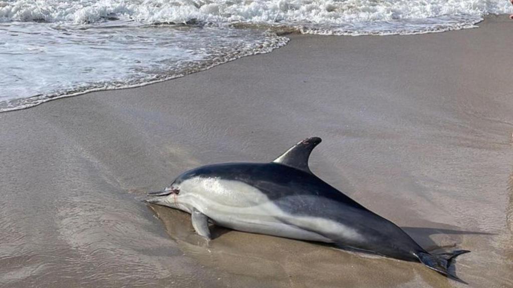 Aparece un delfín muerto en la playa del Matadero de A Coruña