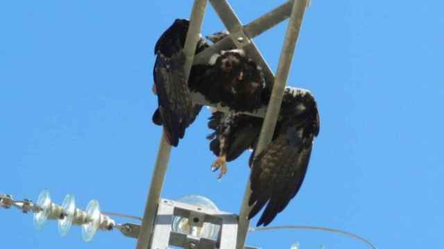 Un águila imperial muerta en un tendido eléctrico